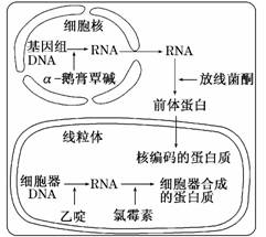 离心机分离细胞器