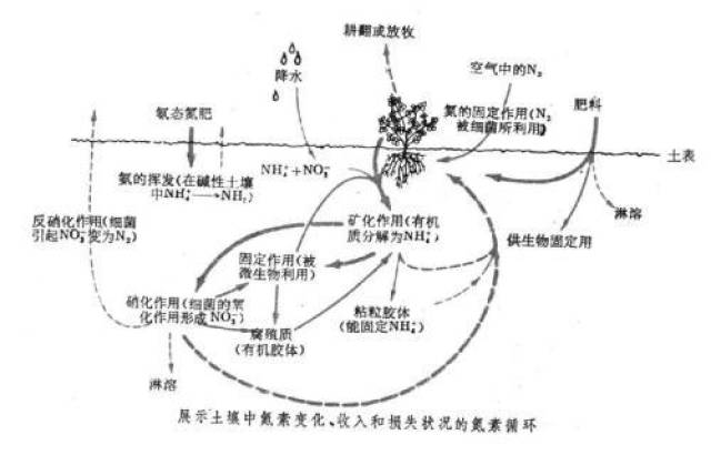 氮肥可以干嘛